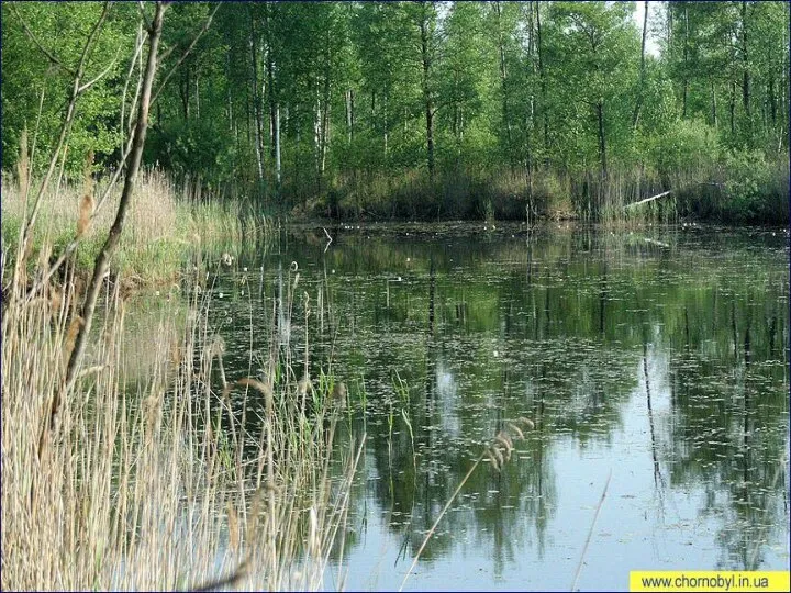 Повседневная хозяйственная деятельность человека не менее пагубна для дикой природы, чем