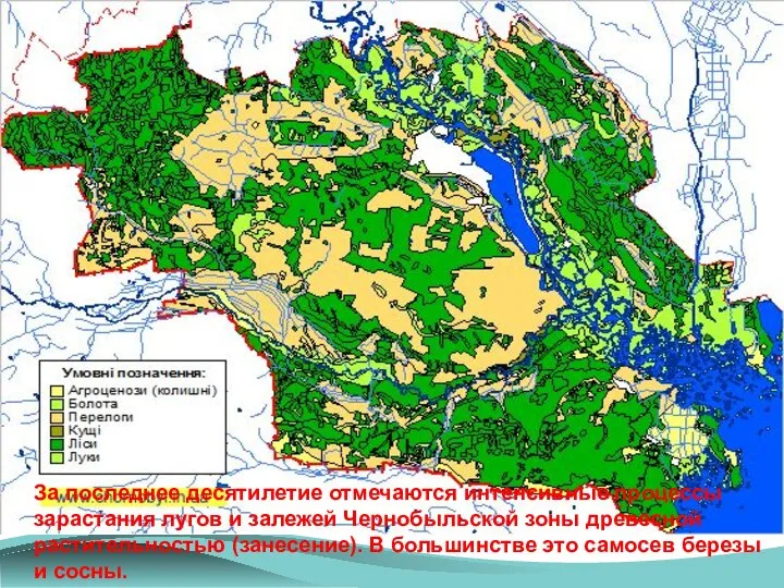 За последнее десятилетие отмечаются интенсивные процессы зарастания лугов и залежей Чернобыльской