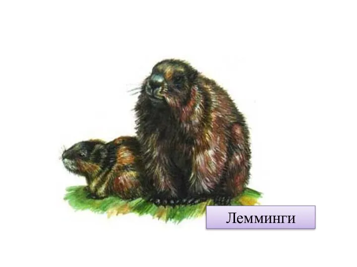 Лемминги