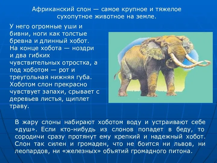 В жару слоны набирают хоботом воду и устраивают себе «душ». Если