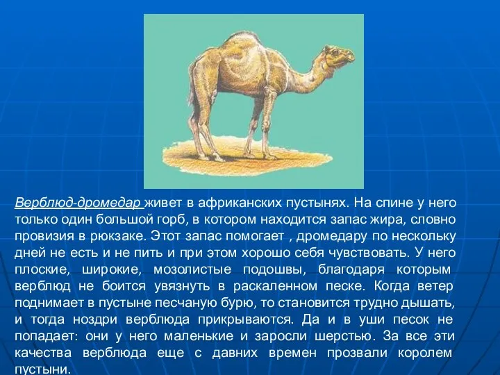 Верблюд-дромедар живет в африканских пустынях. На спине у него только один