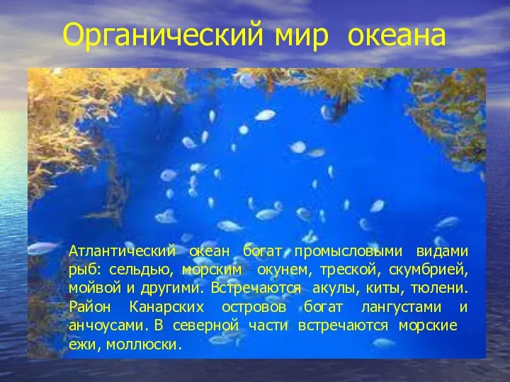 Органический мир океана Атлантический океан богат промысловыми видами рыб: сельдью, морским