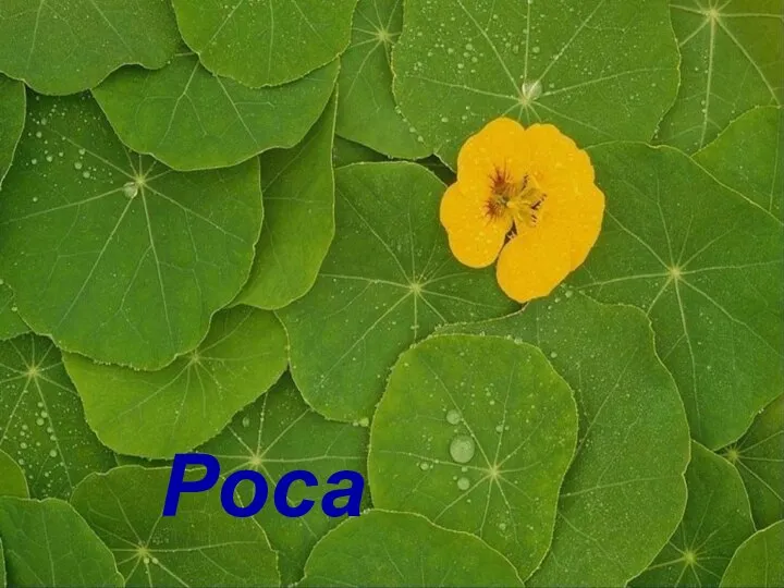 Роса