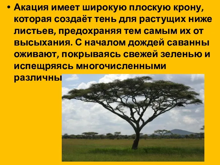 Акация имеет широкую плоскую крону, которая создаёт тень для растущих ниже