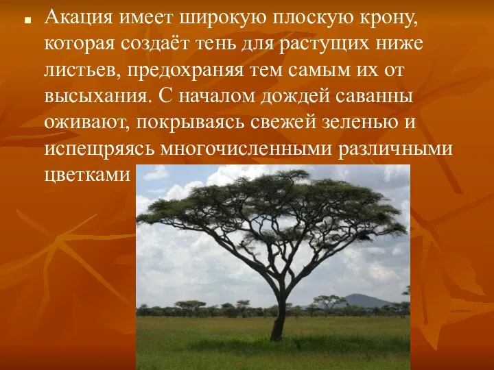 Акация имеет широкую плоскую крону, которая создаёт тень для растущих ниже