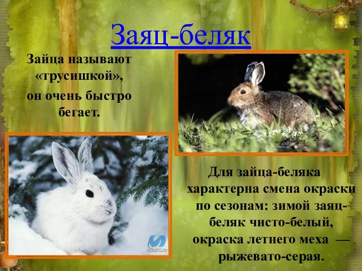 Заяц-беляк Зайца называют «трусишкой», он очень быстро бегает. Для зайца-беляка характерна