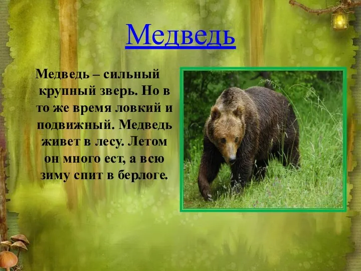 Медведь Медведь – сильный крупный зверь. Но в то же время