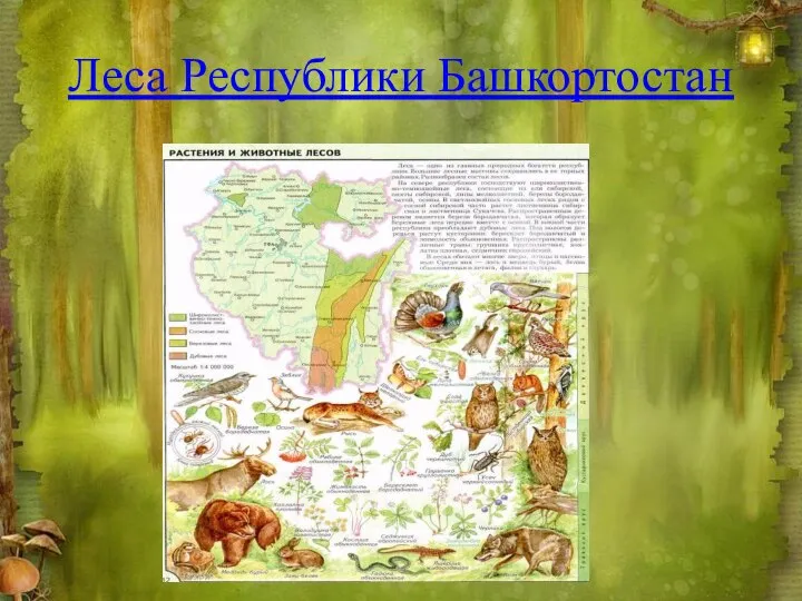 Леса Республики Башкортостан