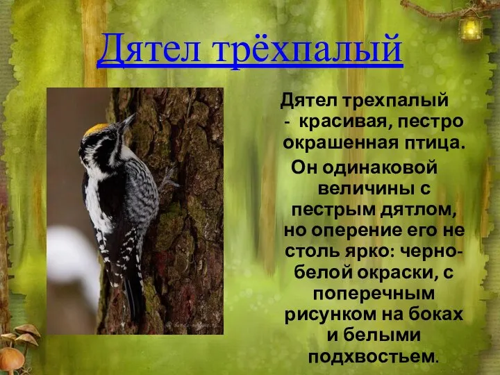 Дятел трёхпалый Дятел трехпалый - красивая, пестро окрашенная птица. Он одинаковой