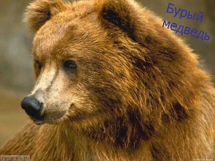 Бурый медведь