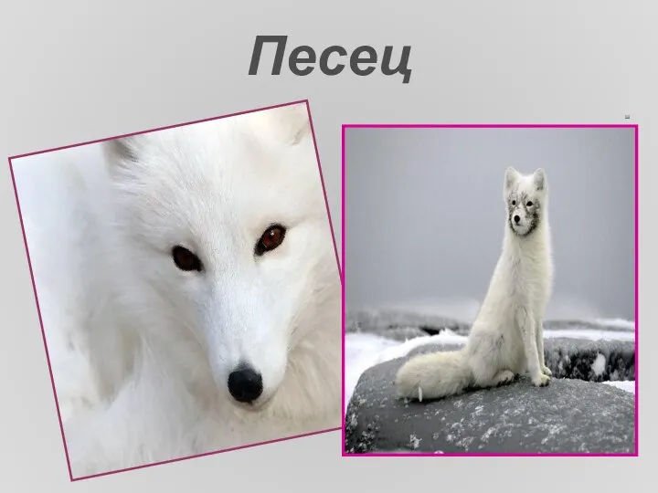 Песец