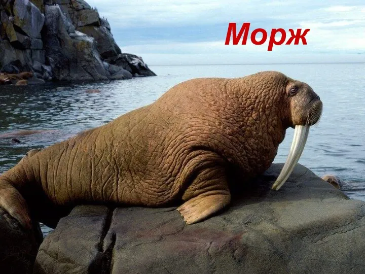 Морж