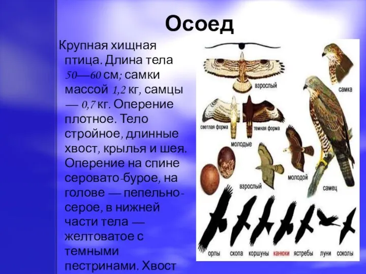 Осоед Крупная хищная птица. Длина тела 50—60 см; самки массой 1,2