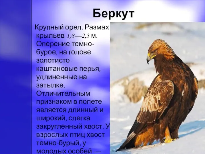 Беркут Крупный орел. Размах крыльев 1,8—2,3 м. Оперение темно-бурое, на голове