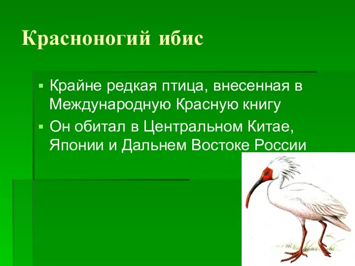 Красноногий ибис Крайне редкая птица, внесенная в Международную Красную книгу Он