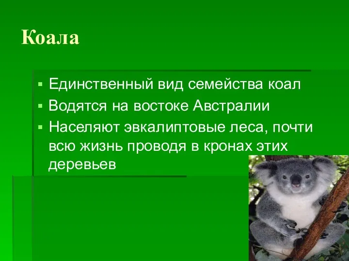 Коала Единственный вид семейства коал Водятся на востоке Австралии Населяют эвкалиптовые