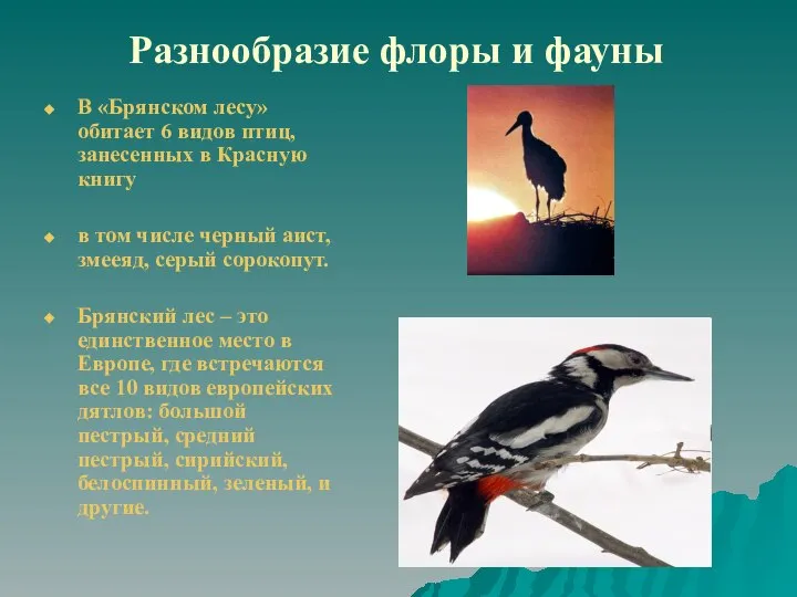 Разнообразие флоры и фауны В «Брянском лесу» обитает 6 видов птиц,