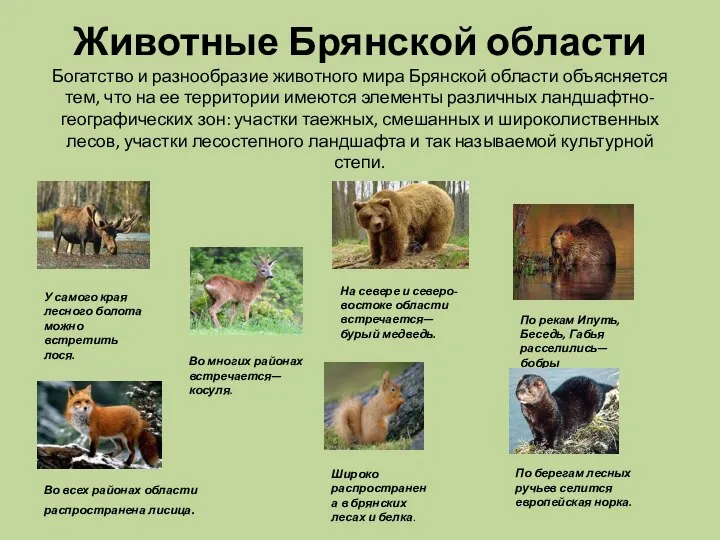 Животные Брянской области Богатство и разнообразие животного мира Брянской области объясняется