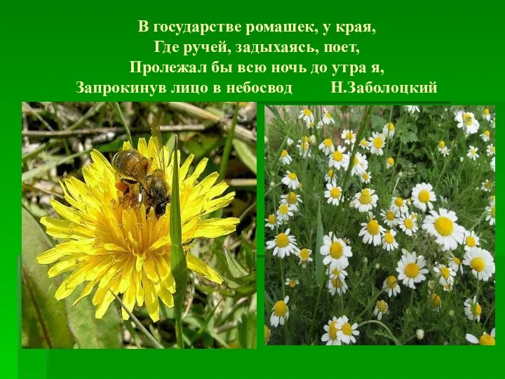 В государстве ромашек, у края, Где ручей, задыхаясь, поет, Пролежал бы