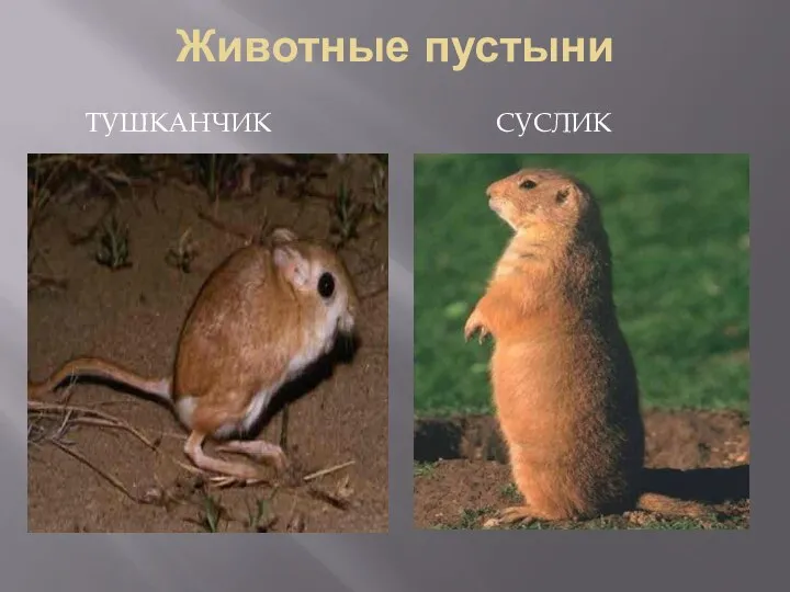 Животные пустыни тушканчик суслик