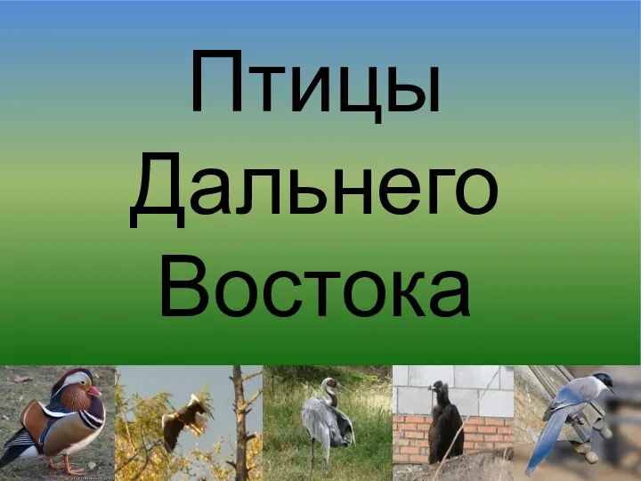 Птицы Дальнего Востока