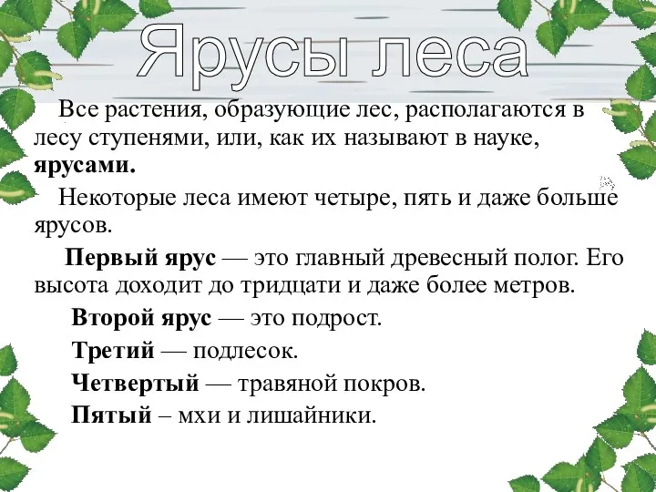 Все растения, образующие лес, располагаются в лесу ступенями, или, как их