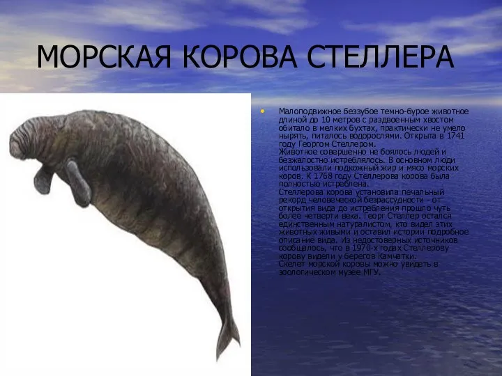 МОРСКАЯ КОРОВА СТЕЛЛЕРА Малоподвижное беззубое темно-бурое животное длиной до 10 метров