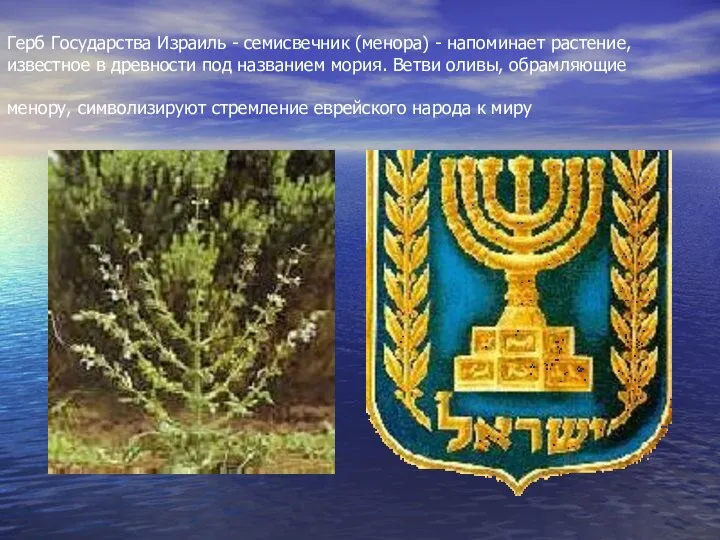 Герб Государства Израиль - семисвечник (менора) - напоминает растение, известное в