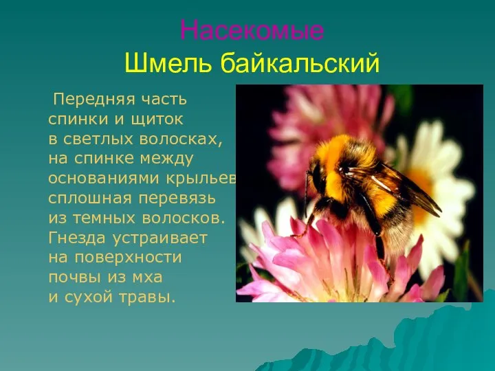 Насекомые Шмель байкальский Передняя часть спинки и щиток в светлых волосках,