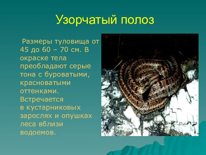 Узорчатый полоз Размеры туловища от 45 до 60 – 70 см.