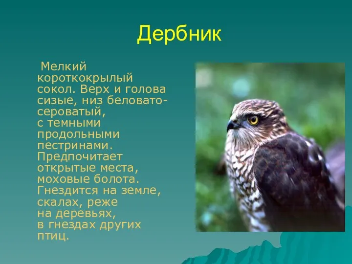 Дербник Мелкий короткокрылый сокол. Верх и голова сизые, низ беловато- сероватый,