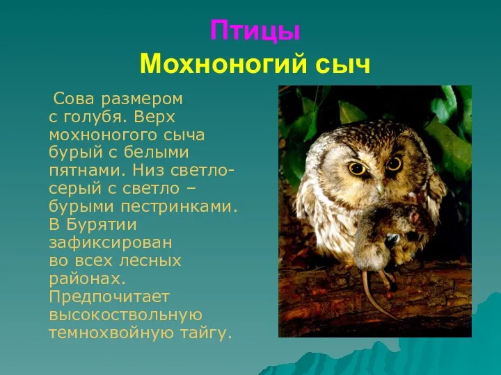 Птицы Мохноногий сыч Сова размером с голубя. Верх мохноногого сыча бурый