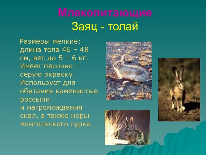Млекопитающие Заяц - толай Размеры мелкие: длина тела 46 – 48
