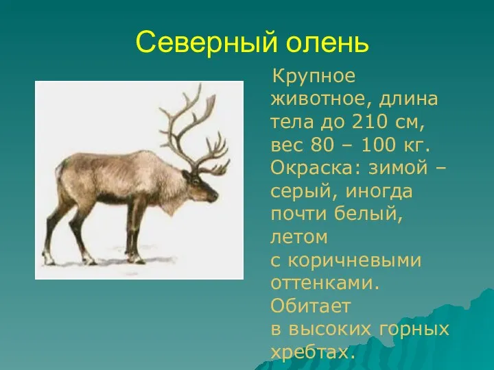 Северный олень Крупное животное, длина тела до 210 см, вес 80