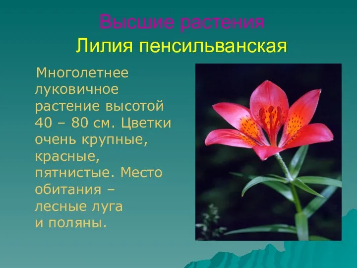 Высшие растения Лилия пенсильванская Многолетнее луковичное растение высотой 40 – 80