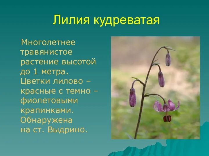 Лилия кудреватая Многолетнее травянистое растение высотой до 1 метра. Цветки лилово