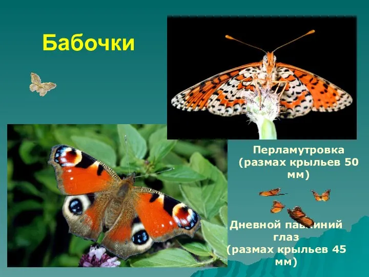 Бабочки Перламутровка (размах крыльев 50 мм) Дневной павлиний глаз (размах крыльев 45 мм)