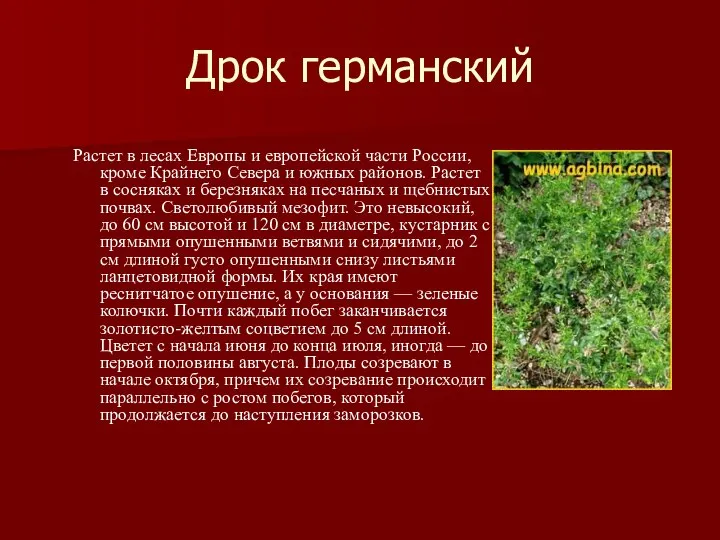 Дрок германский Растет в лесах Европы и европейской части России, кроме