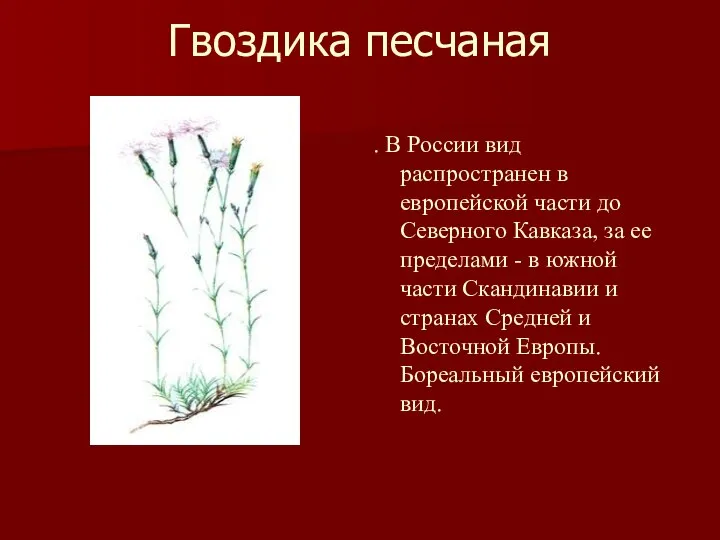 Гвоздика песчаная . В России вид распространен в европейской части до