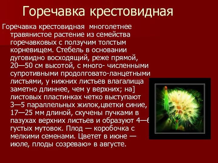 Горечавка крестовидная Горечавка крестовидная многолетнее травянистое растение из семейства горечавковых с