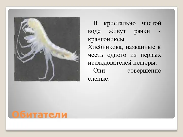 Обитатели В кристально чистой воде живут рачки -крангониксы Хлебникова, названные в