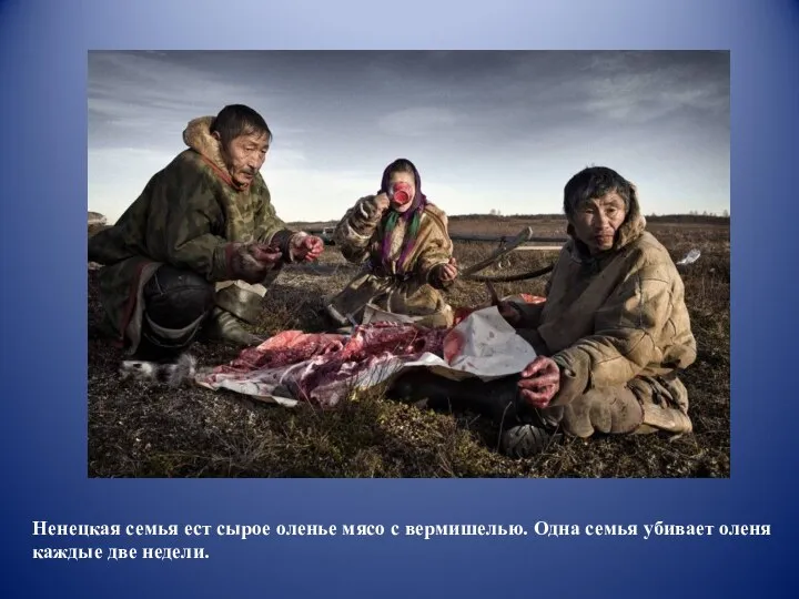Ненецкая семья ест сырое оленье мясо с вермишелью. Одна семья убивает оленя каждые две недели.