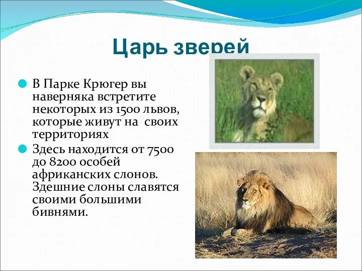 Царь зверей В Парке Крюгер вы наверняка встретите некоторых из 1500