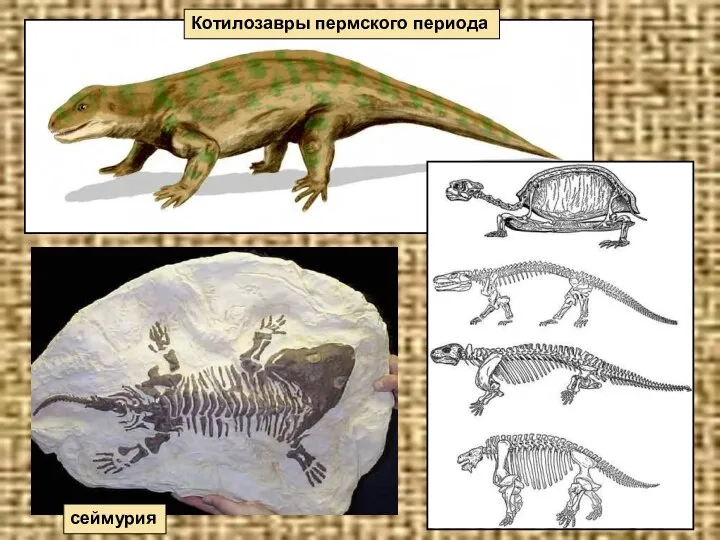 Котилозавры пермского периода сеймурия