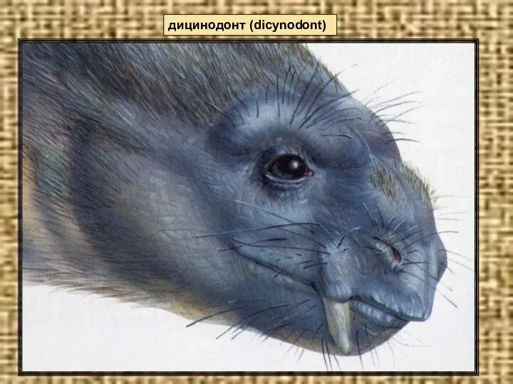 дицинодонт (dicynodont)