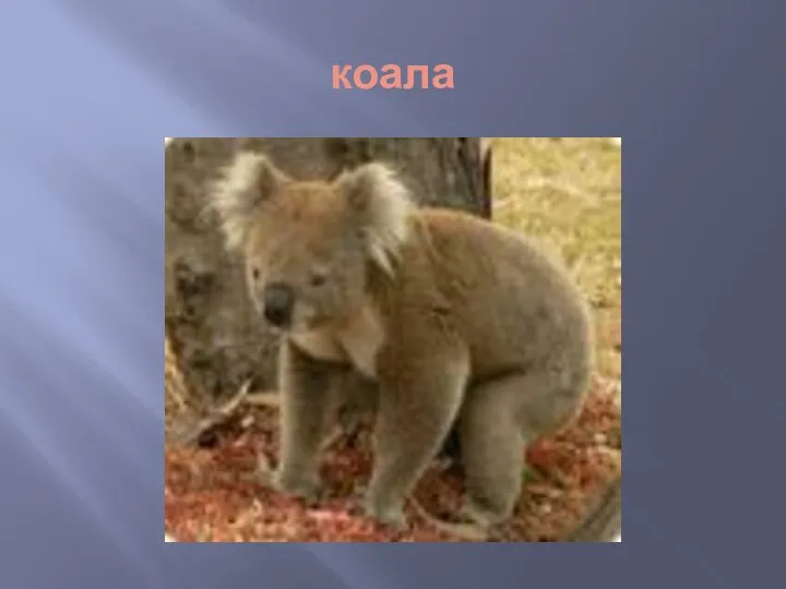 коала