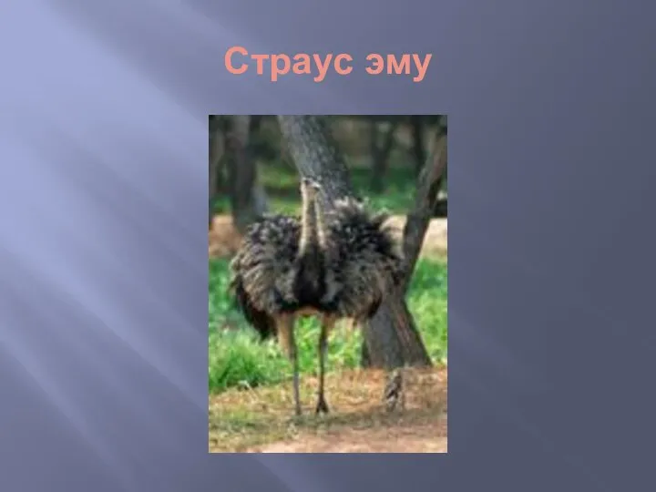 Страус эму