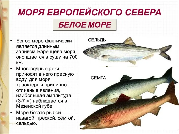 МОРЯ ЕВРОПЕЙСКОГО СЕВЕРА Белое море фактически является длинным заливом Баренцева моря,