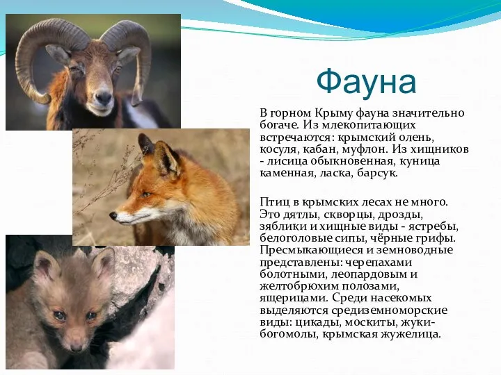Фауна В горном Крыму фауна значительно богаче. Из млекопитающих встречаются: крымский