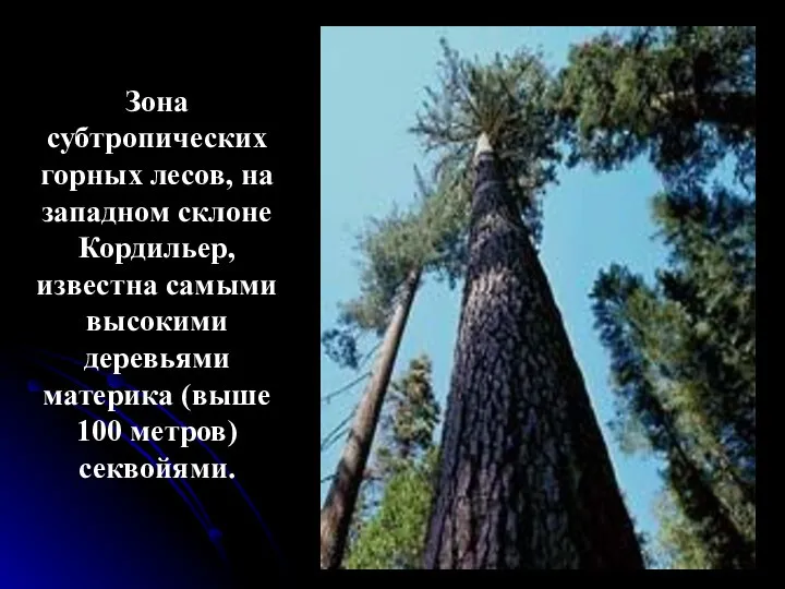 Зона субтропических горных лесов, на западном склоне Кордильер, известна самыми высокими